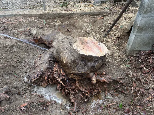 【まとめて割引あり】営業時間外も相談OK！安心・快適の庭木お手入れサービスサービスの画像