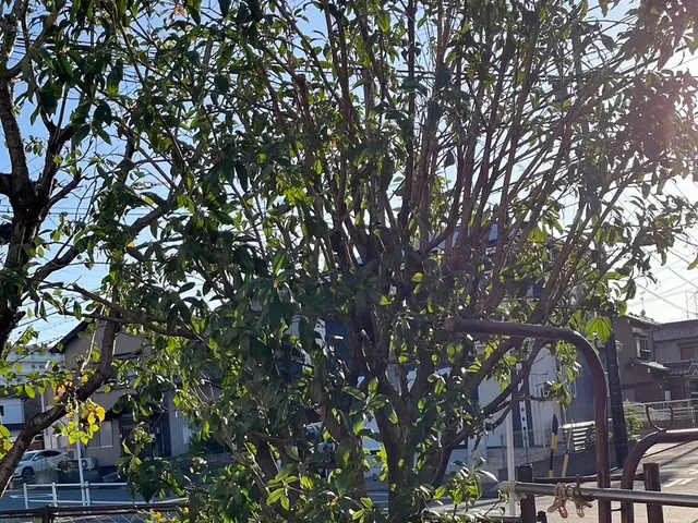 24時間対応！庭木剪定100件以上！丁寧な剪定でお庭の最高の空間をお届け！サービスの画像