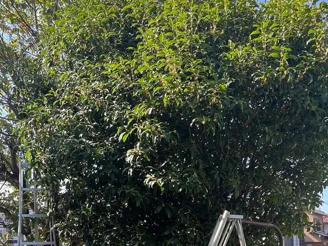 24時間対応！庭木剪定100件以上！丁寧な剪定でお庭の最高の空間をお届け！サービスの画像