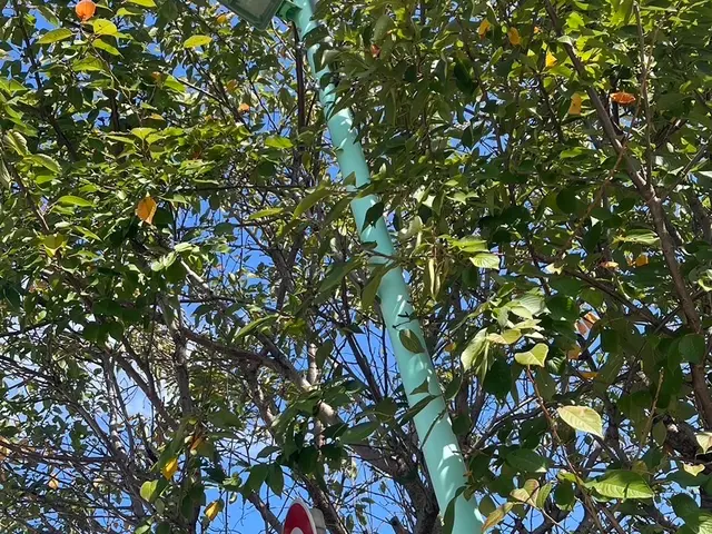 24時間対応！庭木剪定100件以上！丁寧な剪定でお庭の最高の空間をお届け！サービスの画像