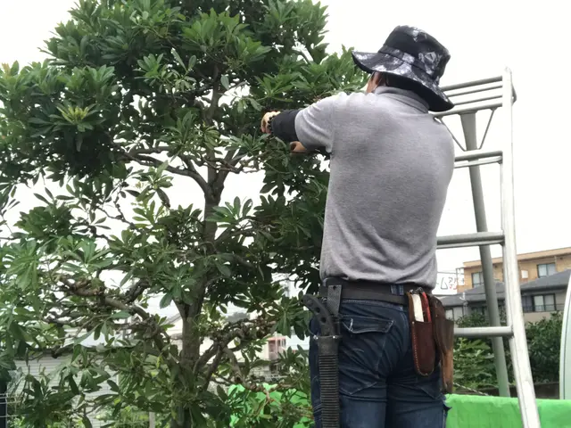 【1級造園施工管理技士】大きな木から小さな木まで・どんな木サービスの画像