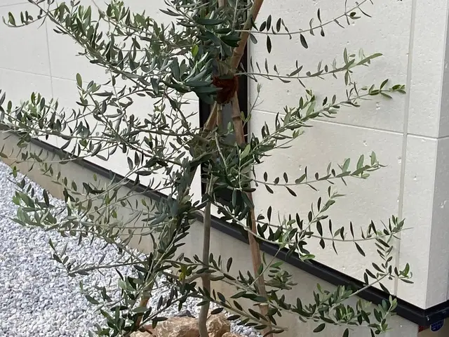 お庭の事なら何でも「サーフガーデン」にご相談下さい。私が責任を持って伺います。サービスの画像