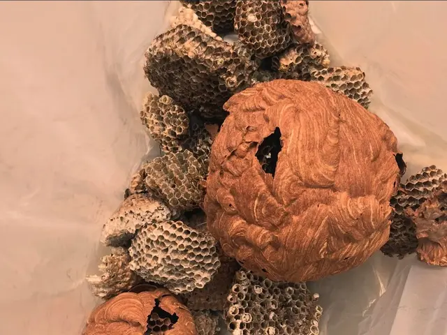 蜂の巣スピード駆除サービスの画像