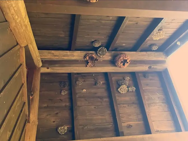 蜂の巣スピード駆除サービスの画像