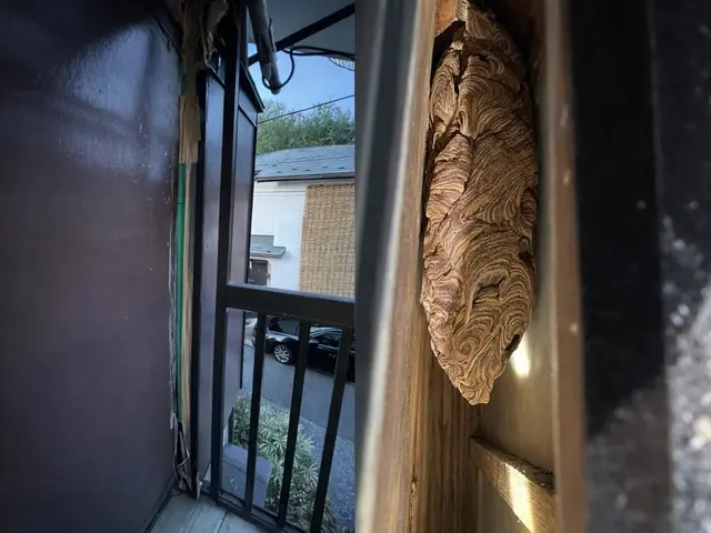 蜂の巣スピード駆除サービスの画像