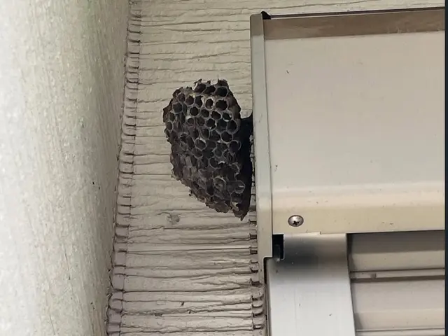 蜂の巣スピード駆除サービスの画像