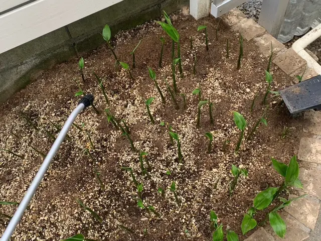 有資格者によるムカデ・ヤスデ駆除対策！もう見たくないを実現します！即日対応可能！サービスの画像