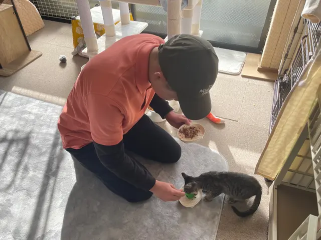 休日は猫ボラ活動をしています！猫ちゃんのお世話はお任せください！(多頭対応可)サービスの画像