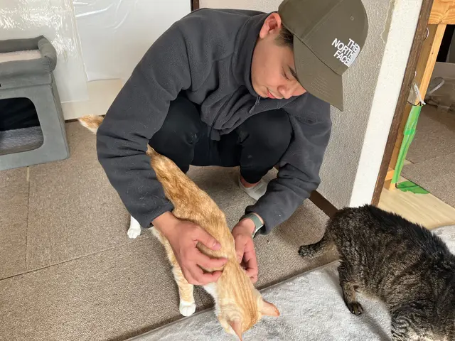 休日は猫ボラ活動をしています！猫ちゃんのお世話はお任せください！(多頭対応可)サービスの画像