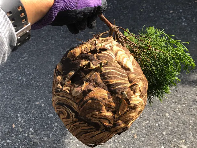 《業歴10年》損保加入済み│女性スタッフ同行可！│お庭のエキスパートがご対応♬サービスの画像