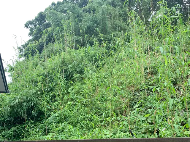 【3年連続顧客満足度賞入選】【業歴25年】草刈り〜庭木剪定等、お任せくださいサービスの画像