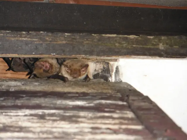 ★群馬県防除業登録業者です★防除作業監督者など多数在籍★㈱住環にお任せください！サービスの画像