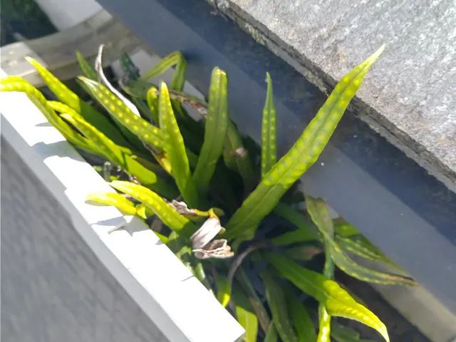 雨樋のつまり清掃除去(修理は別途)サービスの画像