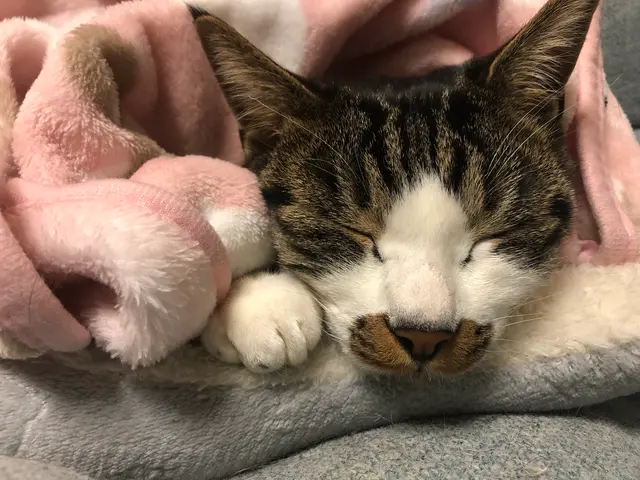 動物病院勤務10年以上の愛玩動物看護師による安心のお世話代行サービスサービスの画像