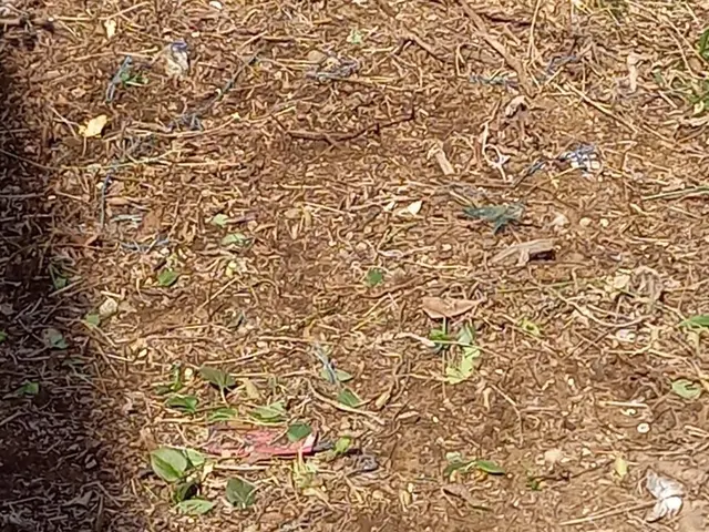 安心丁寧草むしり・剪定など合わせて対応致します！サービスの画像