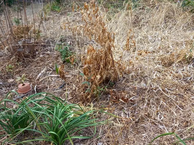 安心丁寧草むしり・剪定など合わせて対応致します！サービスの画像