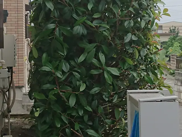 群馬県地域密着！お庭の剪定サービスの画像