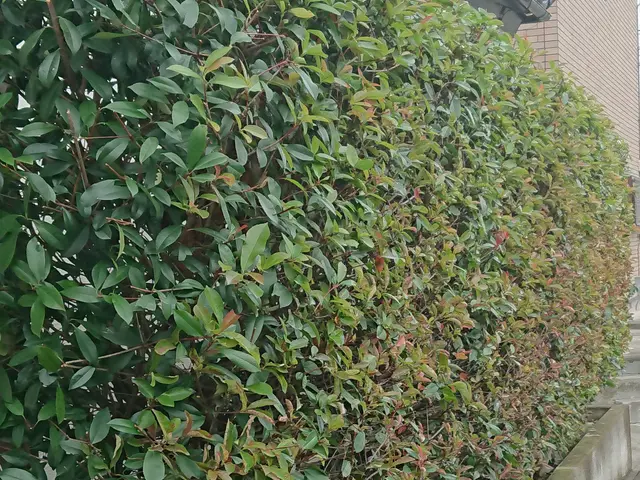 群馬県地域密着！お庭の剪定サービスの画像