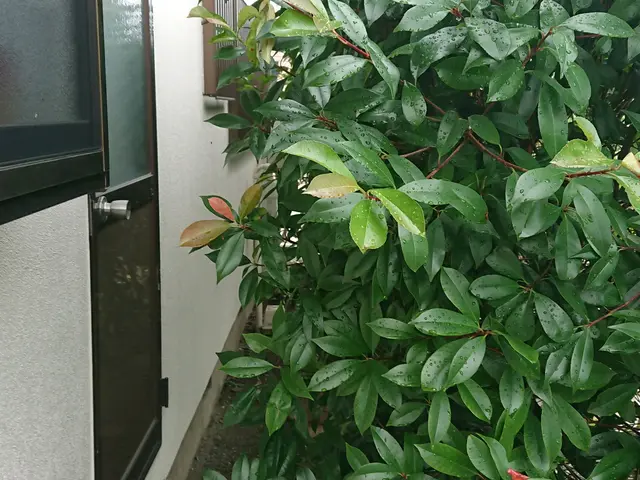 群馬県地域密着！お庭の剪定サービスの画像