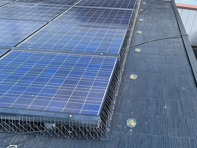 鳩駆除・鳩対策【対応地域外も相談OK】サービスの画像