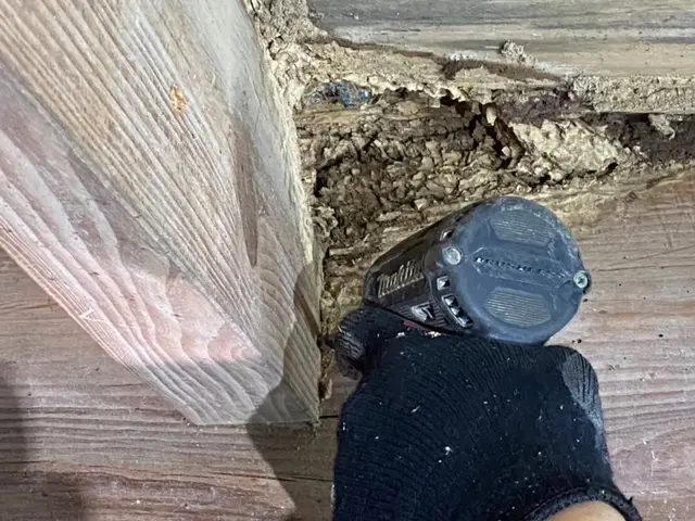 シロアリのことなら是非、当社にお任せください。迅速、丁寧に対応致します。サービスの画像