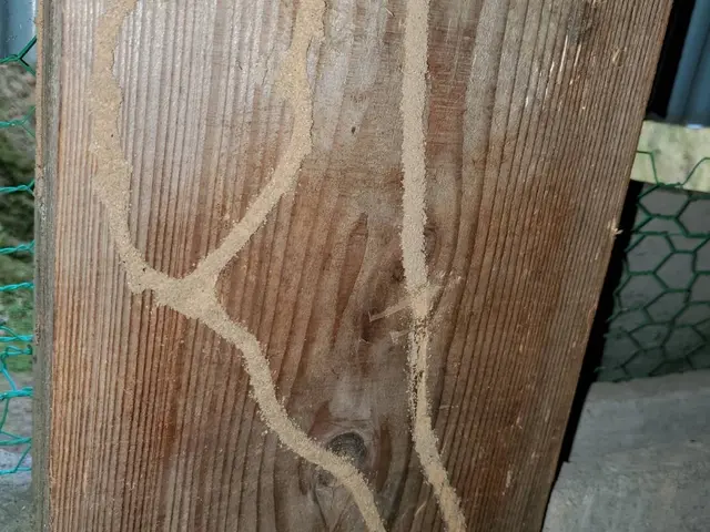 シロアリのことなら是非、当社にお任せください。迅速、丁寧に対応致します。サービスの画像