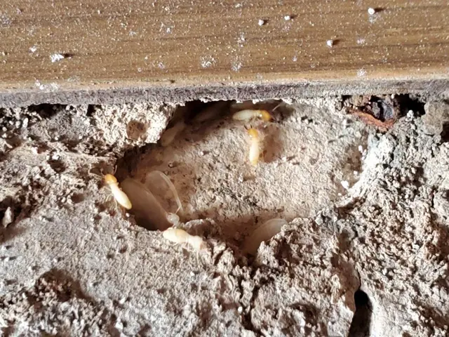 シロアリのことなら是非、当社にお任せください。迅速、丁寧に対応致します。サービスの画像