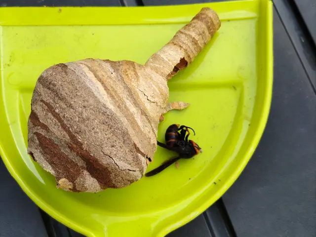 害虫駆除。害獣駆除。相談してください。サービスの画像