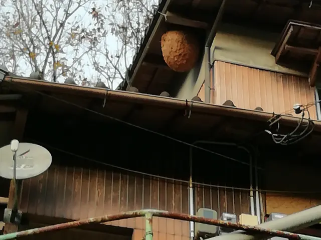 害虫駆除。害獣駆除。相談してください。サービスの画像