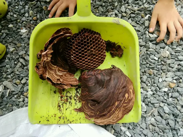 害虫駆除。害獣駆除。相談してください。サービスの画像