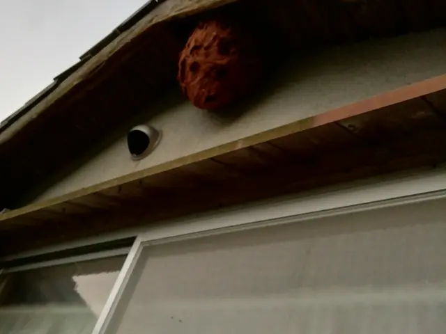 害虫駆除。害獣駆除。相談してください。サービスの画像