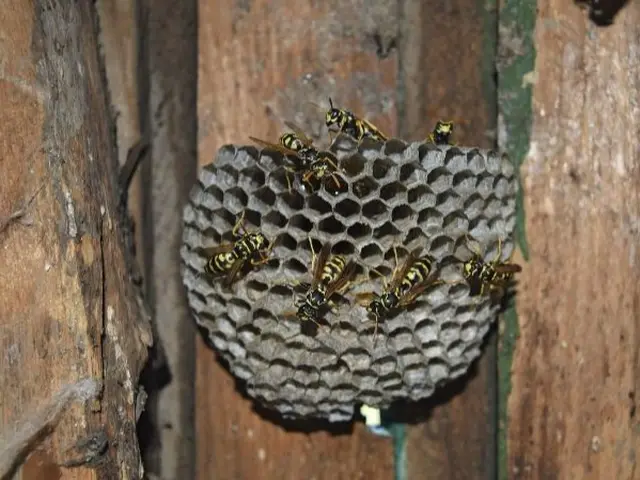 山口県対応！下関、岩国も当日対応！プロの迅速駆除で安心を。再発防止策も万全サービスの画像