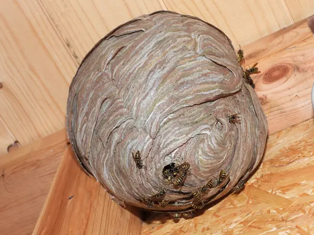 山口県対応！下関、岩国も当日対応！プロの迅速駆除で安心を。再発防止策も万全サービスの画像