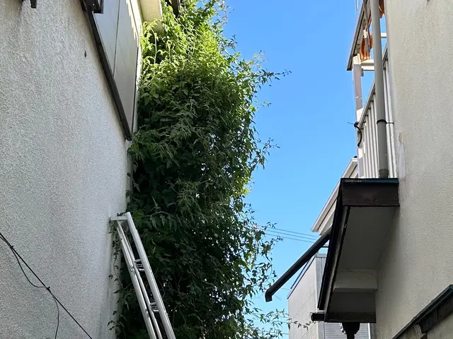 地域最安値に挑戦中！新緑が出てくる前にツタを除去しましょう！24時間受付中！サービスの画像