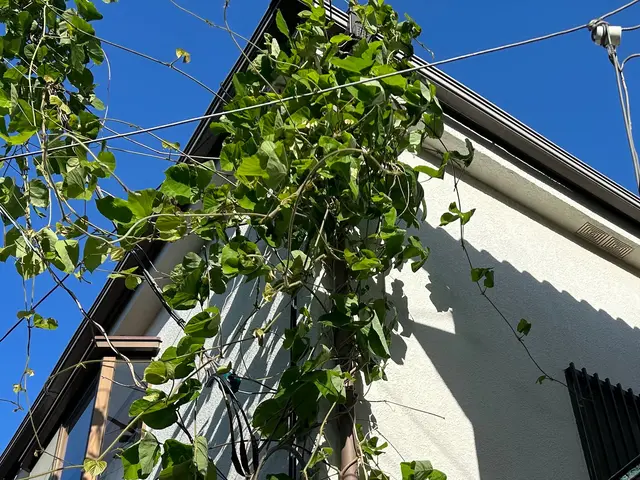 地域最安値に挑戦中！新緑が出てくる前にツタを除去しましょう！24時間受付中！サービスの画像