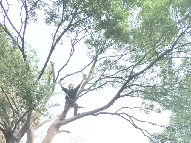 【林業・国家資格保有】家の守り神でもある庭木、感謝して伐採させていただきますサービスの画像