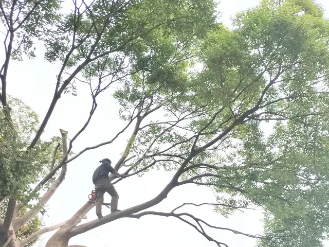 【林業・国家資格保有】家の守り神でもある庭木、感謝して伐採させていただきますサービスの画像