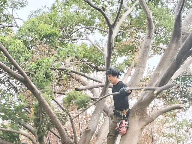 【林業・国家資格保有】家の守り神でもある庭木、感謝して伐採させていただきますサービスの画像