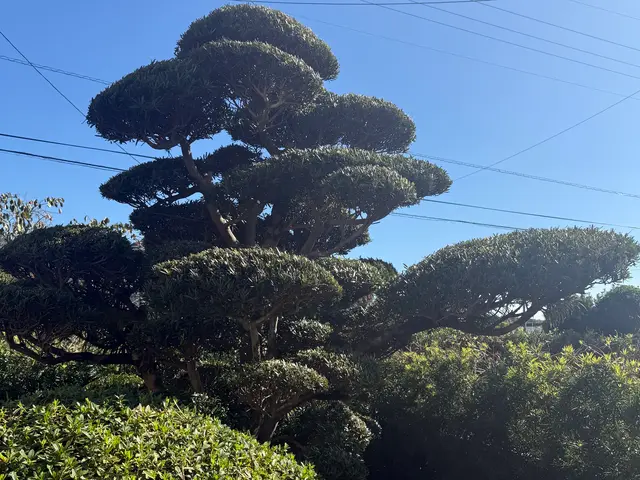 【6年の実績】お庭まるごとトータルコーディネート！営業時間外も相談OKサービスの画像