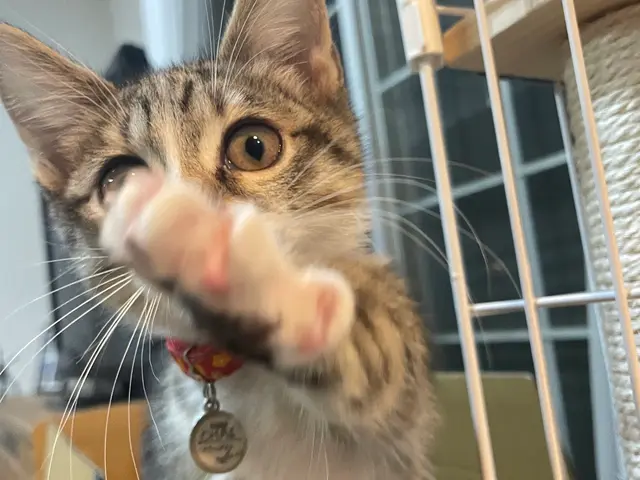 【ペットの安全第一】知識と豊富な経験に基づいた安心安全なサービスを提供サービスの画像