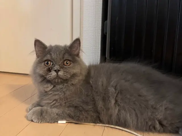 【ペットの安全第一】経験豊富なシッターが愛情持ってお世話いたします。サービスの画像