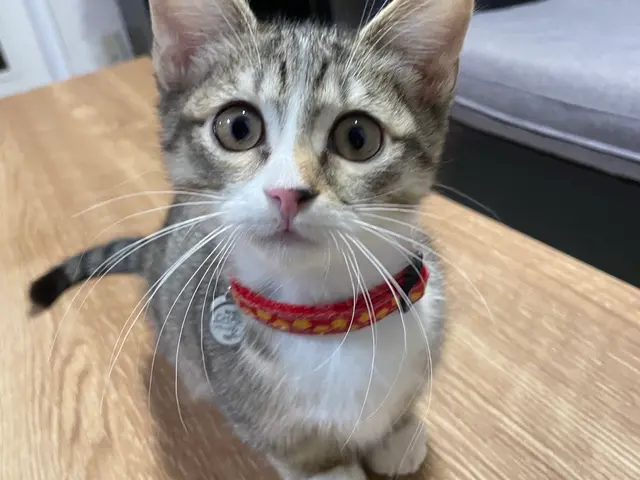 【ペットの安全第一】知識と豊富な経験に基づいた安心安全なサービスを提供サービスの画像