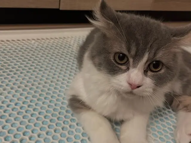 【ペットの安全第一】経験豊富なシッターが愛情持ってお世話いたします。サービスの画像