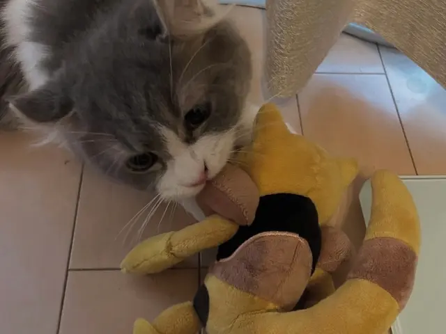 【ペットの安全第一】経験豊富なシッターが愛情持ってお世話いたします。サービスの画像