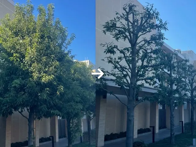 木の姿を大切に、成長も考えた剪定を行います。サービスの画像