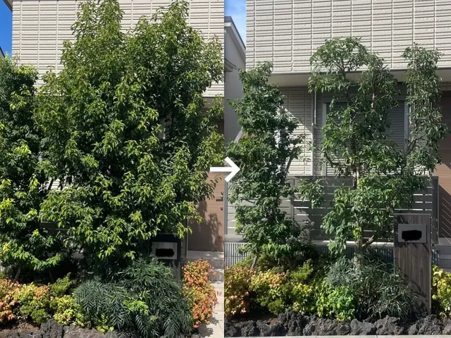 木の姿を大切に、成長も考えた剪定を行います。サービスの画像