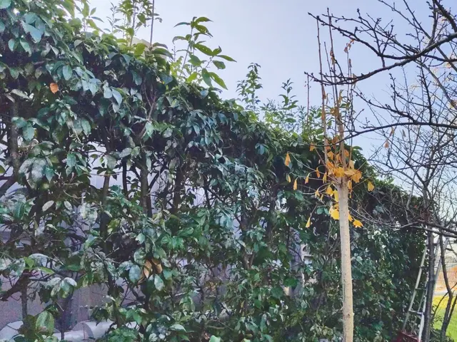 ビシッときれいに！【業歴14年】生垣スッキリ！◆損害保険加入済み◆サービスの画像