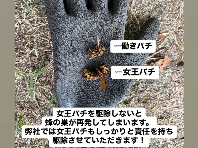 【地域最安値】【即日対応可能】【年中無休】＊駆除実績300件超えのプロが対応!サービスの画像