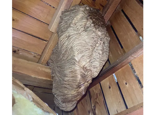 確かな技術で誠実に対応！害虫・蜂の巣駆除サービスサービスの画像