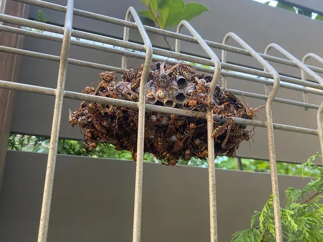 確かな技術で誠実に対応！害虫・蜂の巣駆除サービスサービスの画像